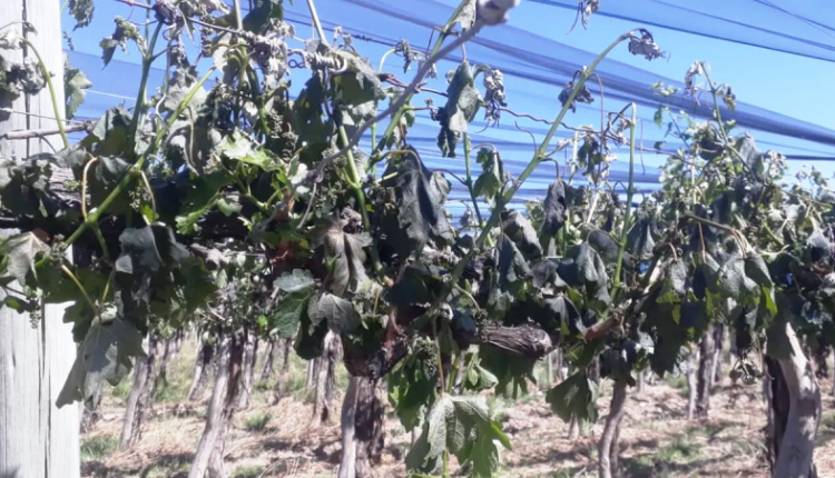 Heladas en San Juan: viñateros prevén pérdidas de más del 50% en uvas tempranas y alertan por un ciclo productivo crítico