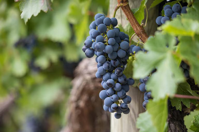 La guerra del vino: una batalla judicial sacude a la industria e involucra a una de las cooperativas más grandes del mundo
