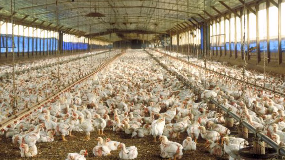 Las importaciones de carne aviar aumentaron casi 300% en lo que va del año, mientras que las exportaciones cayeron