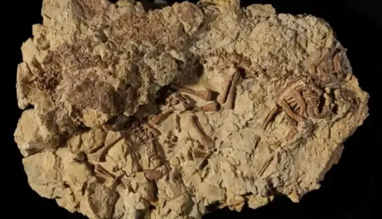 Estados Unidos: descubren un nido con crías de dinosaurio y lo subastan por más de un millón de euros