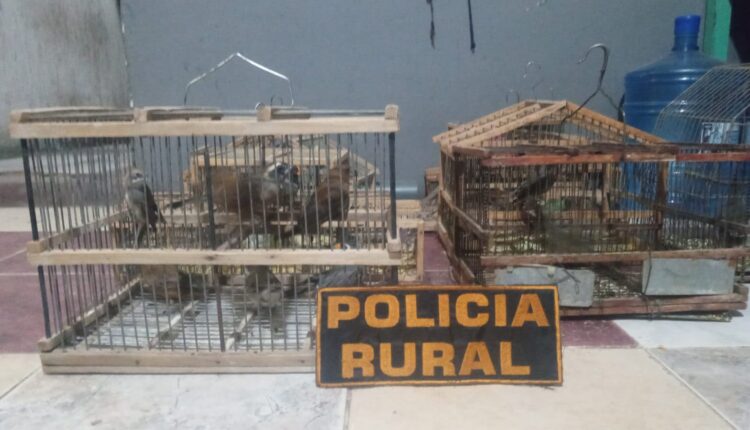 Allanamientos en 25 de Mayo: secuestraron 11 aves autóctonas y dos armas