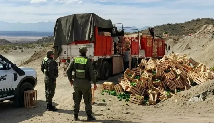 Decomisan cargamento de pimientos por incumplir normativas fitosanitarias en San Juan