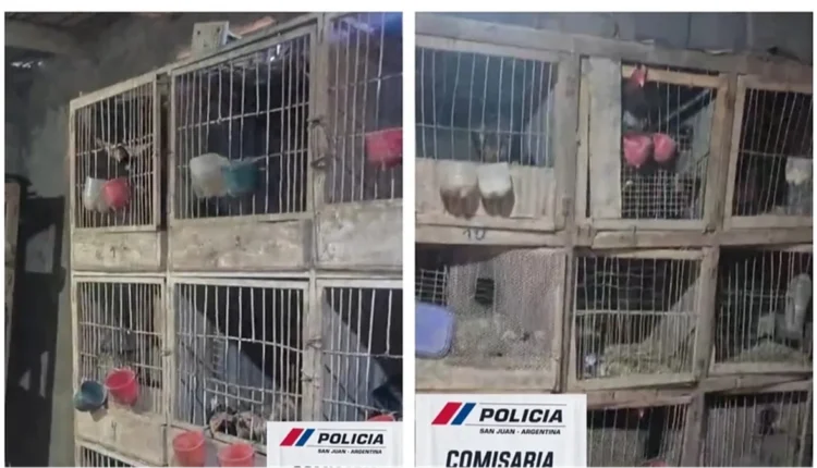 Desmantelan un presunto criadero clandestino de gallos de pelea en 25 de Mayo