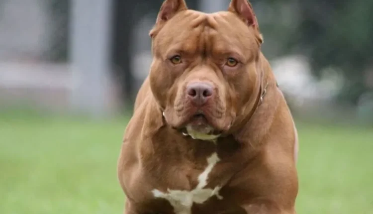 Un nene de 3 años murió tras ser atacado por un pitbull en Córdoba
