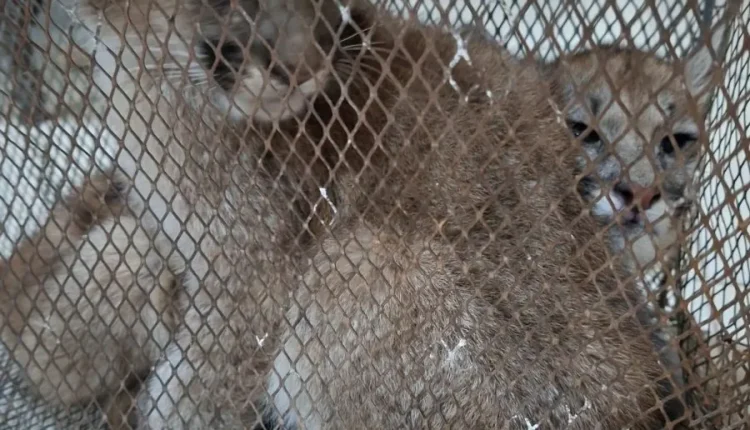 Rescatan a dos cachorros de puma que eran mantenidos en cautiverio en Sarmiento
