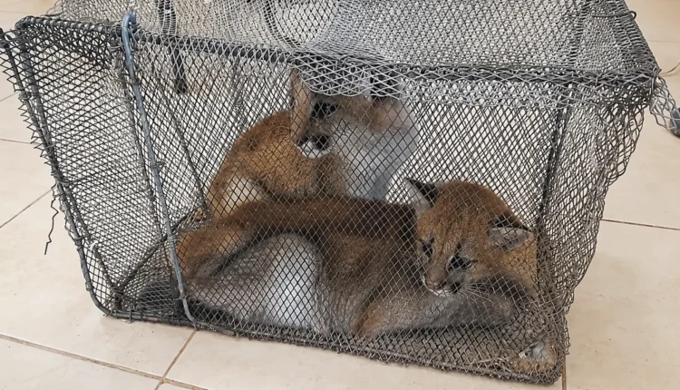 Buenas noticias para los pumitas rescatados en Sarmiento: se alimentan bien y analizan su regreso a la naturaleza