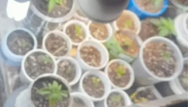 Un pedido de auxilio por violencia familiar terminó con el hallazgo de 56 plantas de cannabis en Pocito