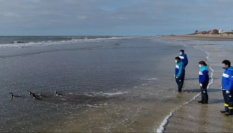 De vuelta a casa: seis pingüinos rescatados regresaron al mar en la costa bonaerense