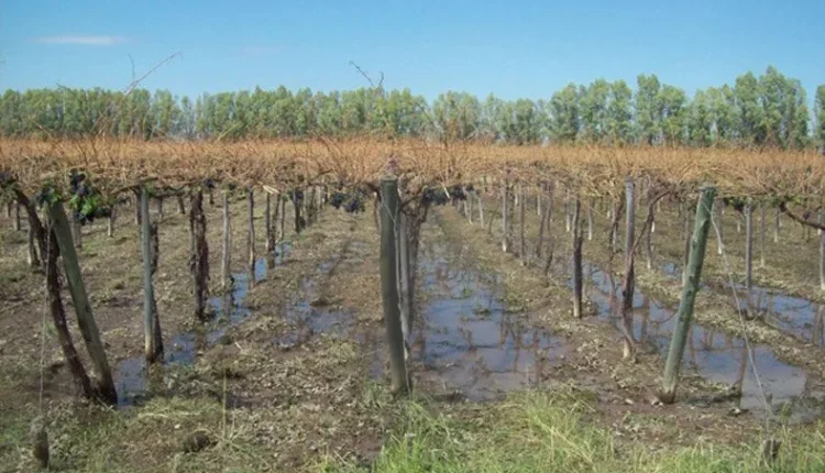 Inclemencias climáticas: qué hacer ante daños en la producción provocados por lluvias y cómo realizar la denuncia