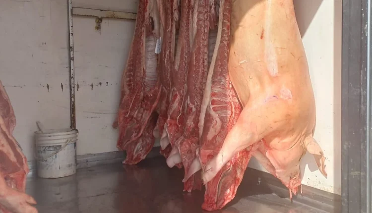 Incautan carne porcina clandestina: iba sin frío, en el piso y duplicaba lo declarado en el remito