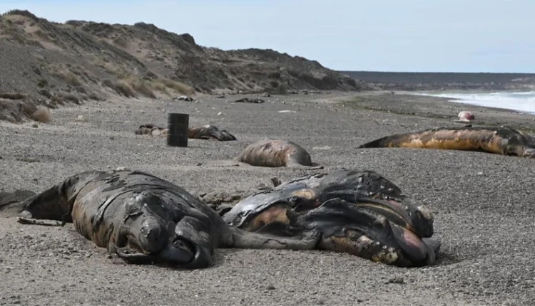 Investigan la muerte de decenas de ballenatos en Puerto Madryn por una bacteria