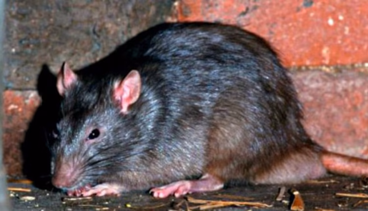 La Anmat prohibió la venta de un raticida