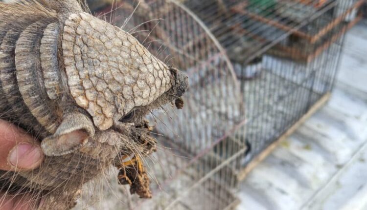 Angaco: Allanaron una vivienda por venta ilegal de fauna silvestre por WhatsApp y secuestraron aves y un quirquincho