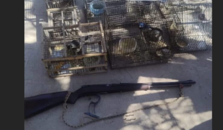 Albardón: Secuestran más de 20 aves silvestres y un arma de fuego en un allanamiento