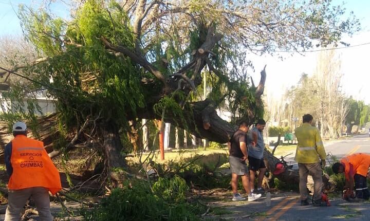 Operativo en Chimbas: asistieron múltiples caídas de árboles y cables por las ráfagas