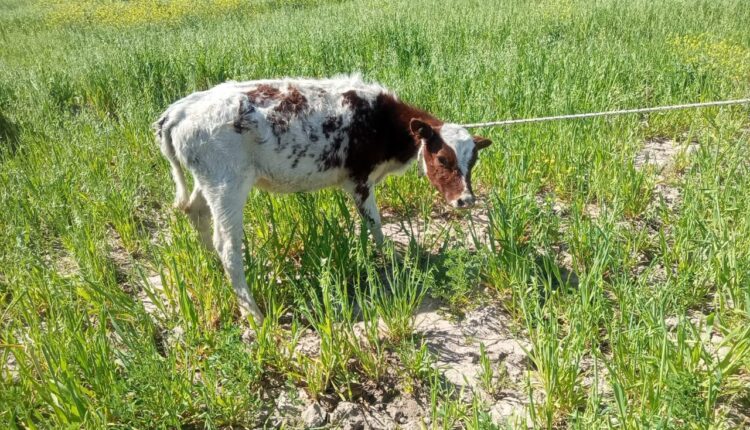 La Policía Rural secuestró 13 vacunos tras provocar destrozos en cultivos de Sarmiento
