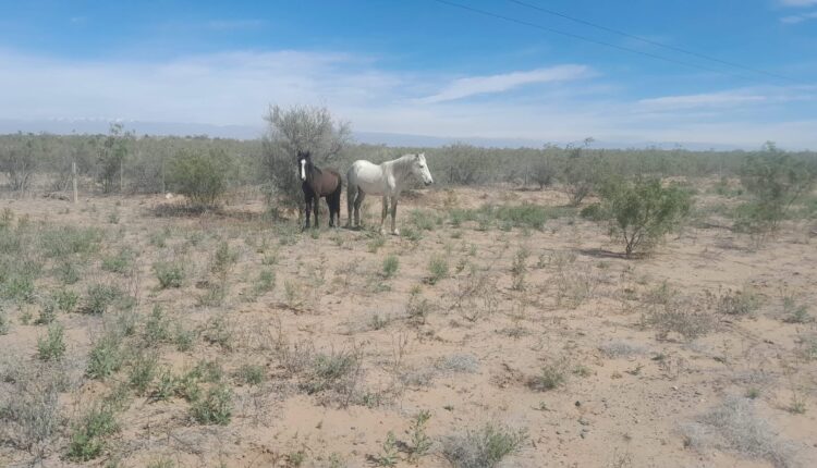 Peligro en la Ruta 141: secuestraron caballos y mulares sueltos en Caucete