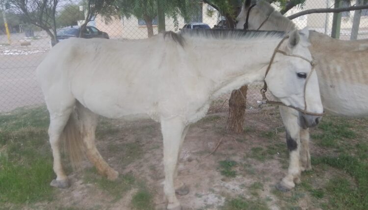 Caucete: secuestraron dos caballos sueltos que ponían en riesgo el tránsito en Bermejo