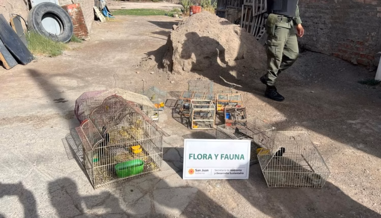 Operativo contra la caza ilegal en San Juan: rescataron 28 aves silvestres en cautiverio tras allanamientos en Rawson y Chimbas