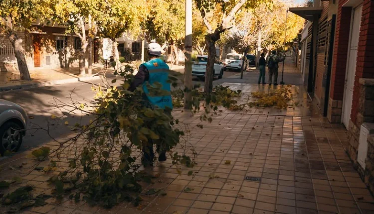 Plan de forestación en Capital: renovarán el arbolado con especies adaptadas al clima local y priorizarán árboles autóctonos