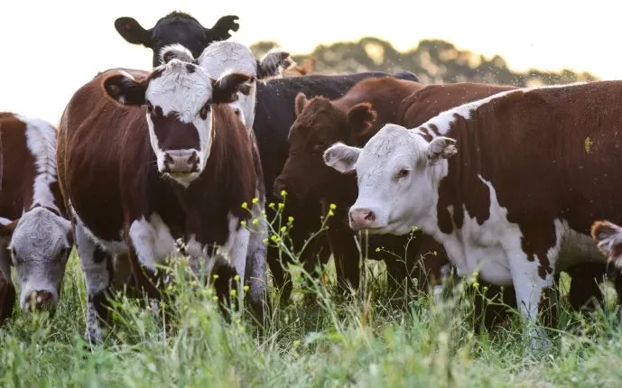 Europa cierra temporalmente el mercado a la carne de Brasil y abre una oportunidad para los exportadores argentinos