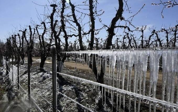 Primavera en alerta: los secretos de la UNSJ para blindar los cultivos contra el golpe de las heladas tardías