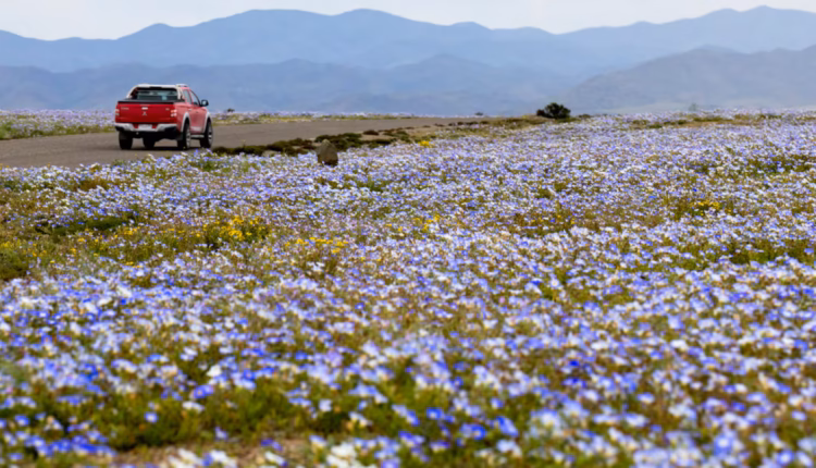 El desierto de Atacama se llenó de flores tras las lluvias y podría alcanzar su mayor esplendor en octubre