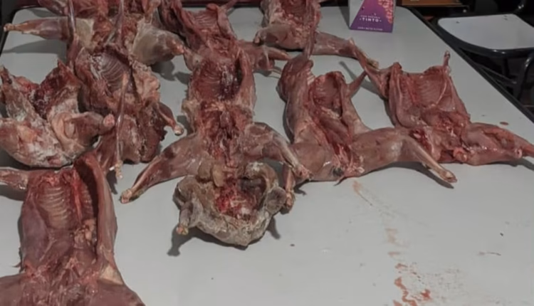 Operativo en la Difunta Correa: interceptan a tres cazadores furtivos mendocinos con diez animales muertos y un ave protegida
