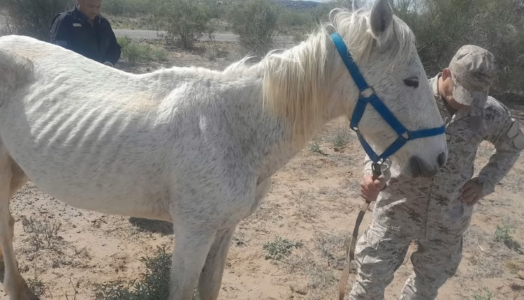 Peligro en el camino: secuestraron cinco animales sueltos en la Ruta 141 y multaron al propietario