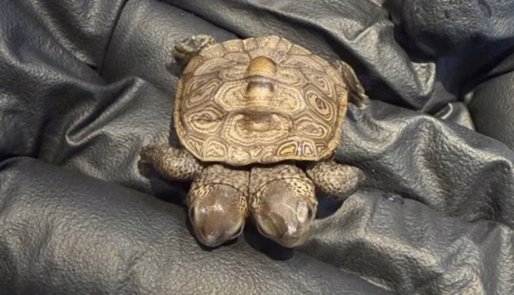 Una tortuga de dos cabezas fue encontrada en Estados Unidos y sorprendió a los especialistas