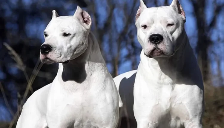 Dos dogos atacaron a una nena y la dejaron grave