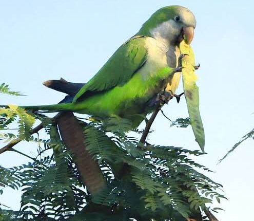 Ciencia sanjuanina al rescate del campo: la UNSJ inicia el primer estudio poblacional de cotorras tras las quejas de productores