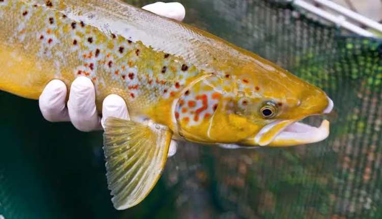 Piden declarar al salmón del Atlántico como especie en peligro de extinción en España