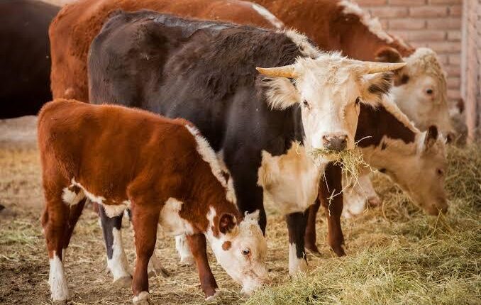 Delincuentes roban 15 animales a dos productores rurales en el departamento Sarmiento