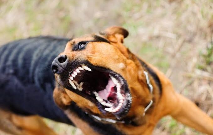 Condena judicial en Angaco: dueño de un perro deberá pagar 0 mil tras morderle la cara a una nena en Año Nuevo