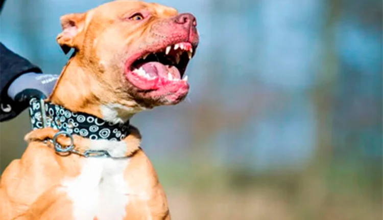 Ataque feroz en Angaco: un perro le mordió la cara a una nena y su dueño deberá pagar una indemnización de 700 mil pesos