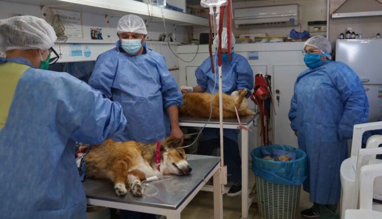 El quirófano móvil atenderá gratis a perros y gatos en el Parque de Mayo
