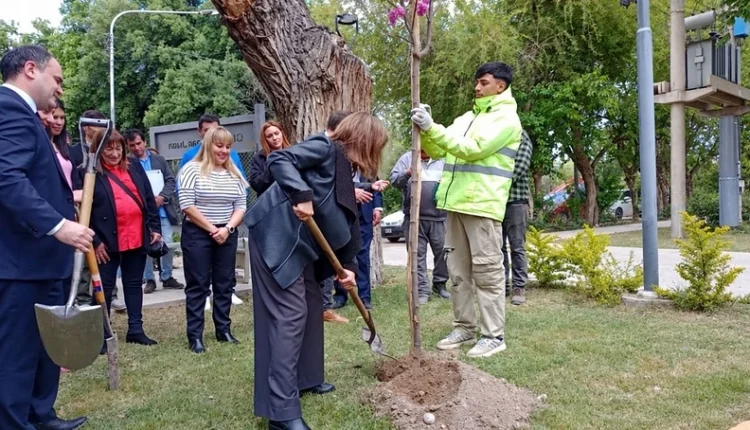 Arbolado público en San Juan: multas por podas excesivas y talas, y un plan para reforzar los cuidados