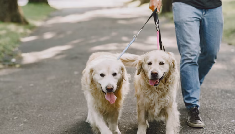 Ley de identificación para perros y gatos