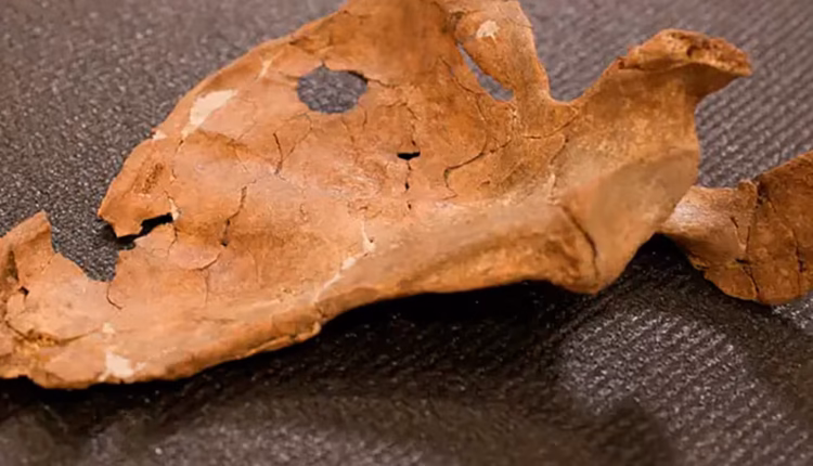 Encontraron los restos de un neandertal que murió por una herida de lanza