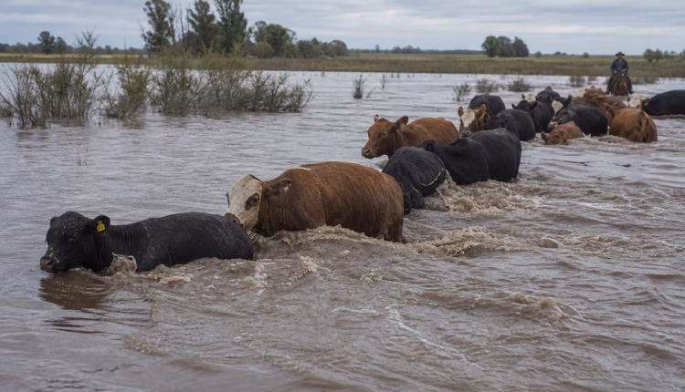 Vacas nadando y terneros en canoa: el efecto de “El Niño Godzilla” y su posible incidencia sobre el precio de la carne
