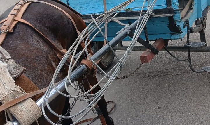 Iba en una carretela a caballo, trepó a una obra para robar hierros y terminó atrapado por la Policía Ciclística