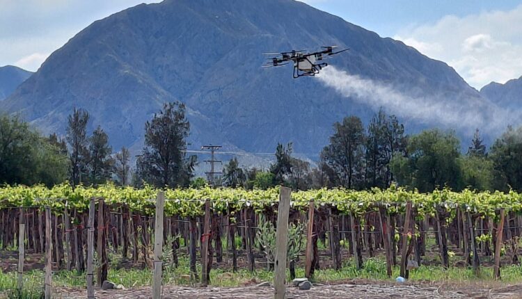 San Juan refuerza el control de Lobesia botrana con aplicaciones aéreas en varias zonas productivas