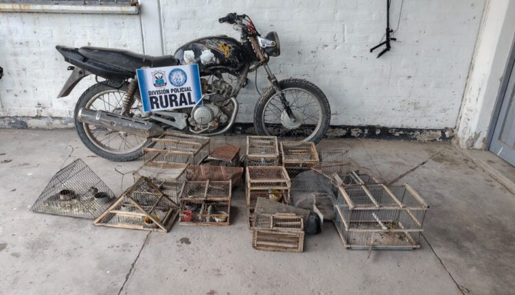 Allanaron una vivienda en Angaco por tenencia de aves silvestres y encontraron una moto robada