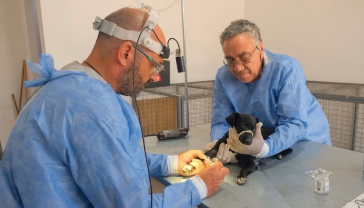 Esterilizaciones y vacunas para mascotas en el quirófano móvil: dónde y cuándo