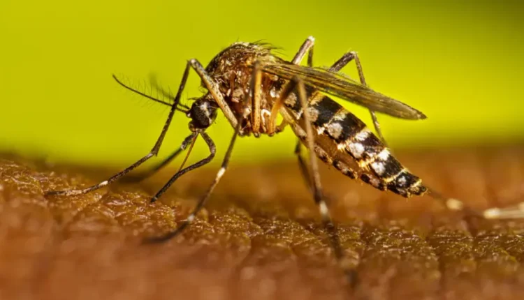 Alerta por El Niño: refuerzan las medidas de prevención ante la posible mayor presencia del mosquito transmisor del dengue en San Juan