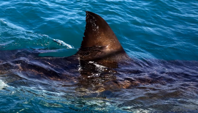 Una mujer de 65 años murió tras ser atacada por un tiburón en una playa de Sudáfrica