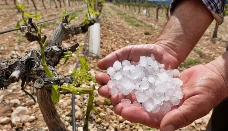 San Juan prepara subsidios para productores afectados por El Niño, las heladas y el granizo