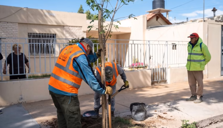 Plan de forestación en Capital: más de 500 árboles plantados y la meta de alcanzar los 1.000 antes de fin de año