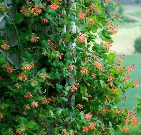 La planta que transforma cualquier frente de casa: florece durante 5 meses, perfuma el jardín y atrae colibríes